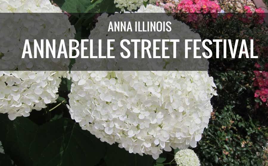 Annabelle Hydrangea 
