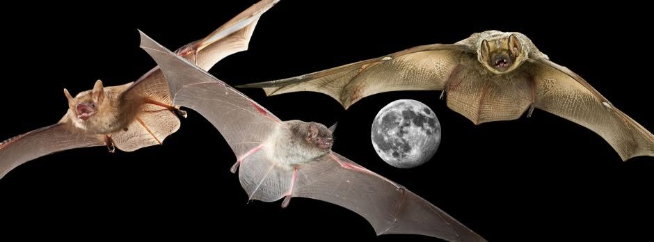 Bats of the Cache River