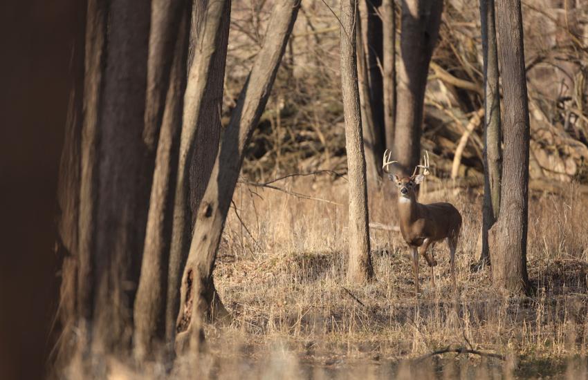 Lottery for Deer season